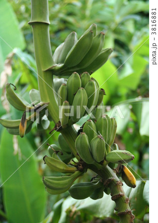 島バナナ 3816881
