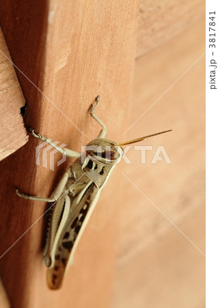 ツチイナゴの成虫 3817841