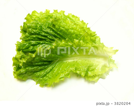 サニーレタスの葉 3820204