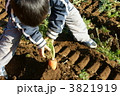 ニンジンの収穫 3821919