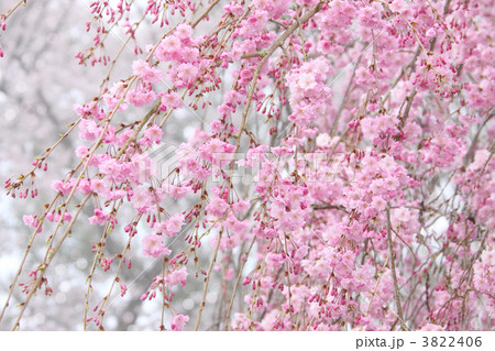 朝靄のしだれ桜 3822406