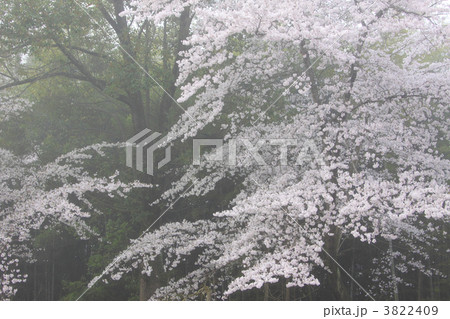 朝靄のサクラ 朝靄のサクラ 3822409