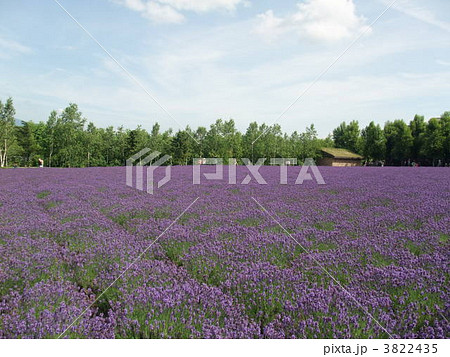 ファーム富田 3822435