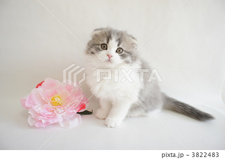 スコティッシュフォールドの仔猫とお花 スコティッシュフォールドの仔猫とお花 3822483