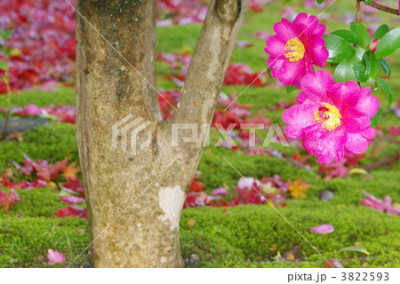 山茶花の咲く庭園 3822593
