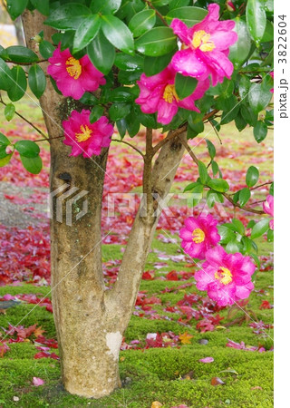 山茶花の咲く庭園 3822604