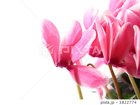 ピンクに白覆輪のシクラメン 3822774