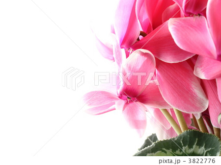 ピンクに白覆輪のシクラメン 3822776