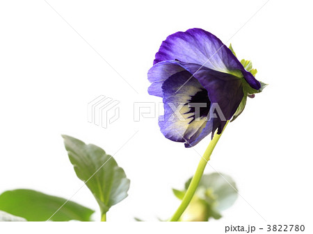 紫のパンジーの蕾 3822780