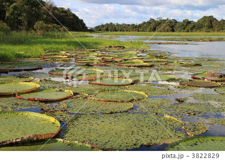 オニバスのある風景 3822829