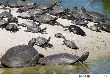 甲羅干し 3822834