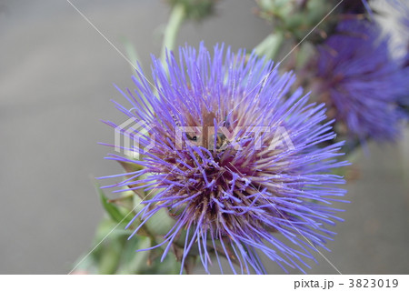 アーティチョーク アーティチョーク 3823019