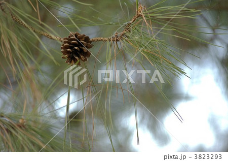 松ぼっくり 3823293