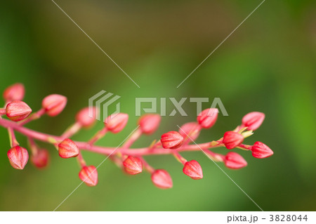 リュウキュウアセビの蕾 3828044