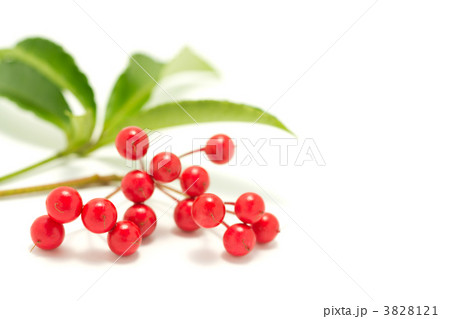 万両の実 3828121