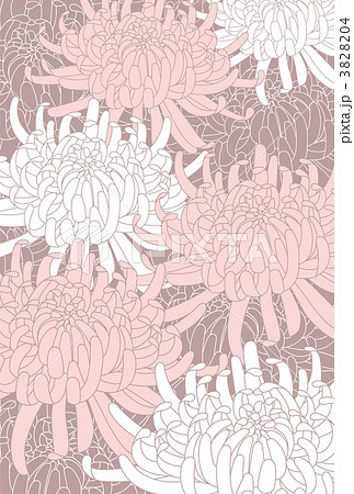 菊の花 3828204