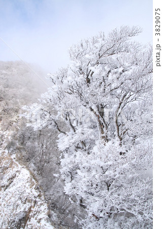 釈迦ヶ岳の霧氷 釈迦ヶ岳の霧氷 3829075