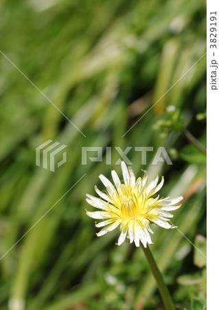 シロバナタンポポ 3829191