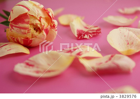 rose/パーティラナンキュラ 3829576