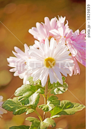 菊の花 3829839