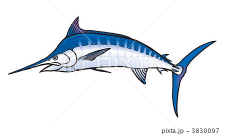 クロカジキ クロカジキ 3830097