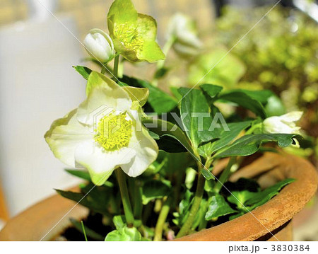 クリスマスローズ クリスマスローズ 3830384