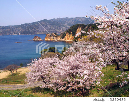 黄金崎の桜満開 3830486