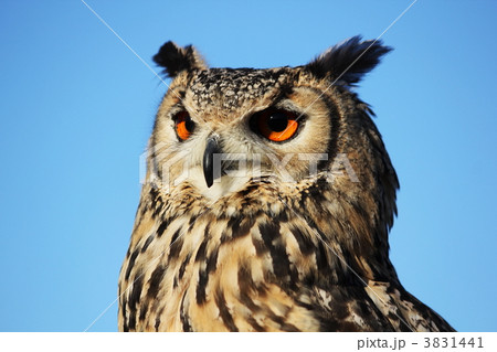 ミミズクのりりしさ① 3831441