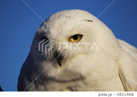 シロフクロウの鋭い眼差し シロフクロウの鋭い眼差し 3831468