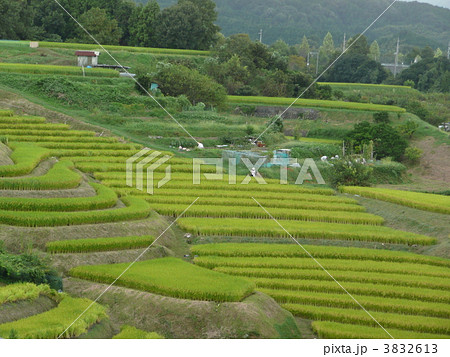下赤阪の棚田 3832613