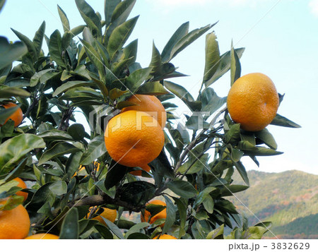 みかんの木 3832629