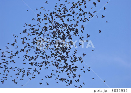 ヒヨドリの大群 ヒヨドリの大群 3832952