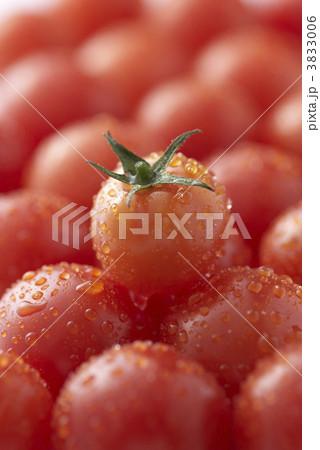 トマト トマト 3833006