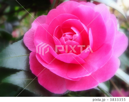 山茶花(千重咲) 山茶花(千重咲) 3833355
