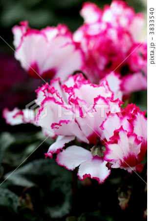 シクラメン 3833540