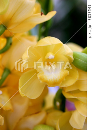 シンビジュームの花 3833541