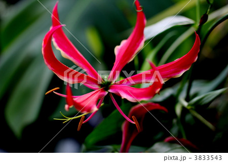 グロリオーサの花 3833543