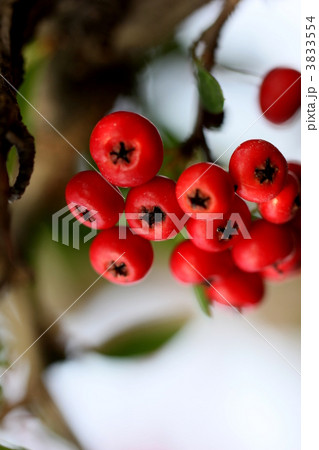 ピラカンサの実 3833554