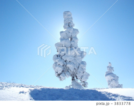 雪の木 雪の木 3833778