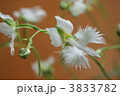 サギ草　羽ばたくがごとく 3833782
