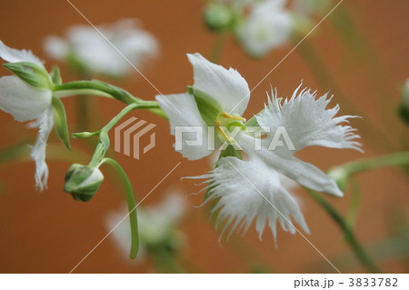 サギ草 羽ばたくがごとく サギ草 羽ばたくがごとく 3833782
