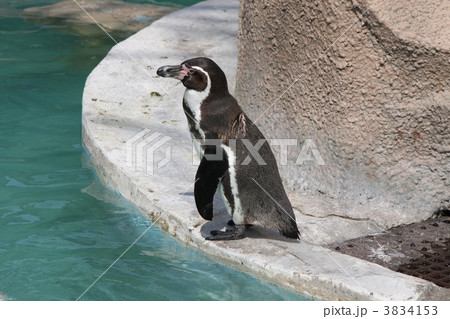 ペンギン 3834153
