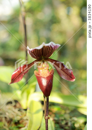 パフィオヘディラム・ハッサリー・セイントマリー 3834190