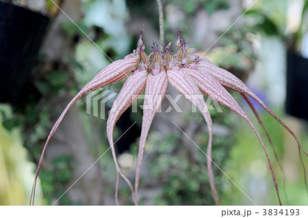 バルボフィラム エリザベス・アン バルボフィラム エリザベス・アン 3834193