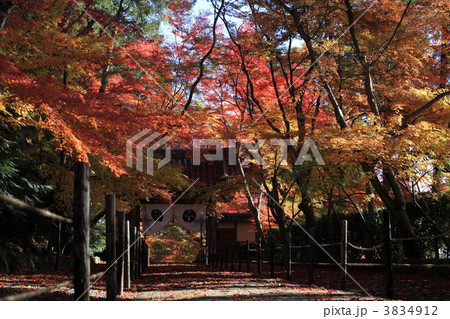 京都　光明寺　もみじ参道 3834912