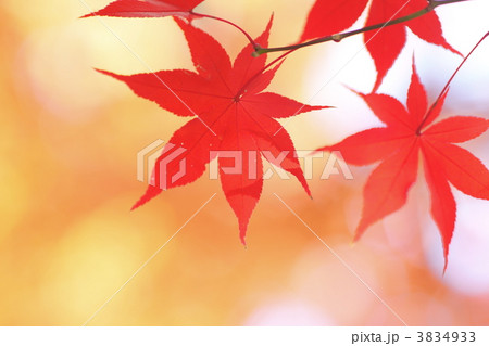 真っ赤な紅葉イメージ 真っ赤な紅葉イメージ 3834933