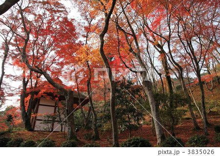 京都 嵯峨野 常寂光寺の秋 京都 嵯峨野 常寂光寺の秋 3835026