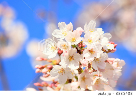 サクラ サクラ 3835408