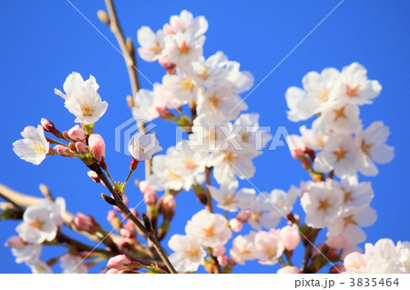 サクラ 3835464