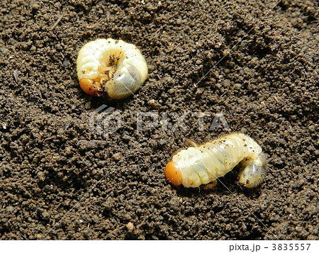 コガネムシの幼虫 3835557